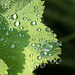 "Hath the rain a father? or who hath begotten the drops of dew?"  Job 38:28