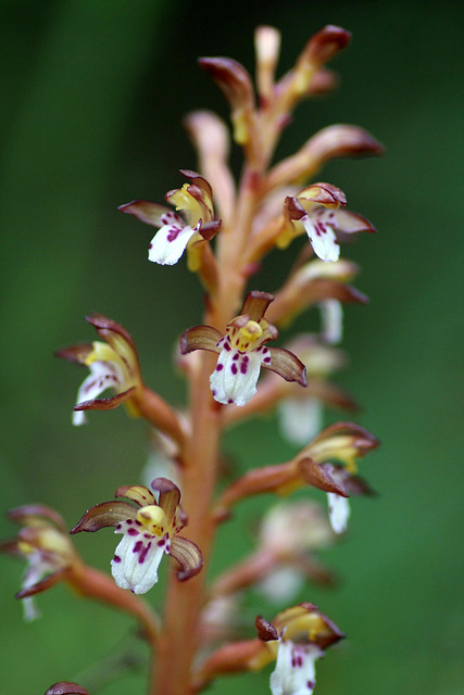 Spotted Coralroot (Corallorrhiza maculata var. maculata)