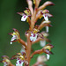 Spotted Coralroot (Corallorrhiza maculata var. maculata)