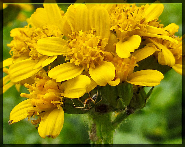 Golden Blossom with Spider