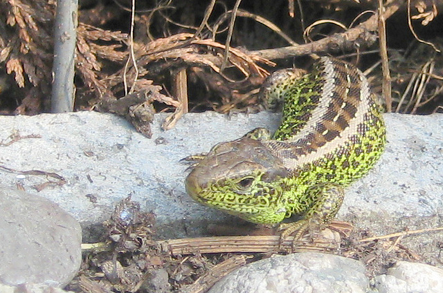 Eidechse (Lacerta agilis)