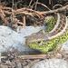 Eidechse (Lacerta agilis)