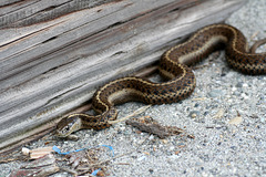 Northwestern Garter Snake (Thamophis ordinoides)