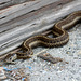 Northwestern Garter Snake (Thamophis ordinoides)