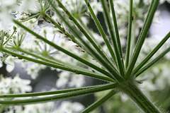 Cow Parsnip (Heracleum maximum)