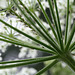 Cow Parsnip (Heracleum maximum)