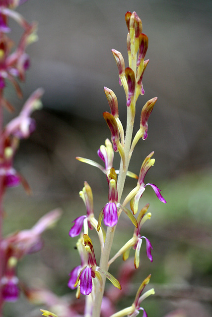 Western Coralroot (Corallorhiza mertensiana forma pallida)