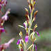 Western Coralroot (Corallorhiza mertensiana forma pallida)