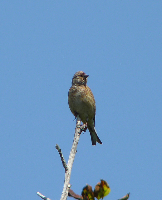 Linnet