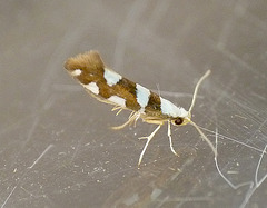 Argyresthia brockeella