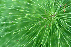 Field Horsetail (Equisetum arvensis)