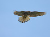 Kestrel Watching Me Watch Him