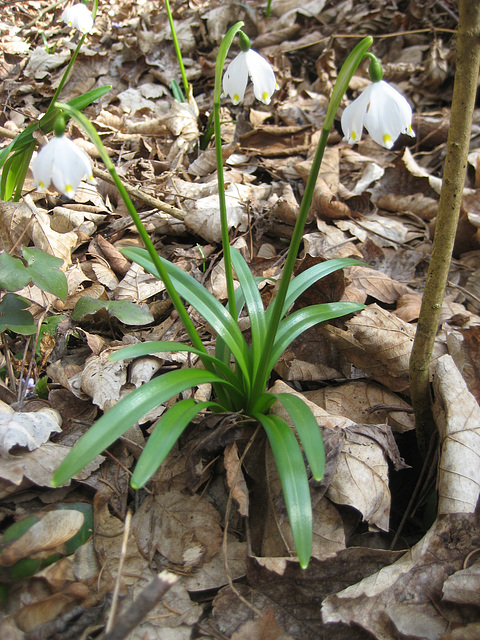 Frühlingsknotenblume (Leucojum vernum)