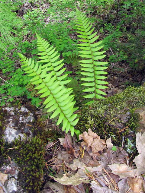 fern