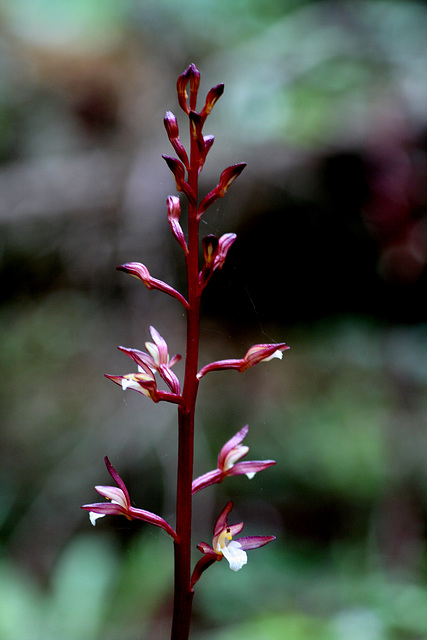 Ozette Coralroot (Corallorhiza maculata var. ozettensis)