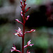 Ozette Coralroot (Corallorhiza maculata var. ozettensis)