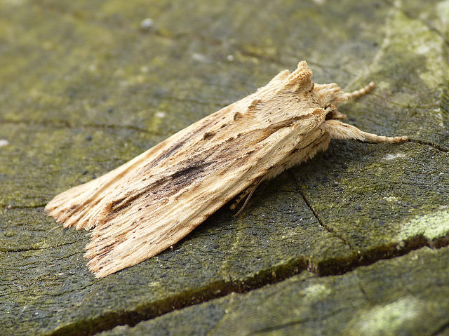 Pale Pinion