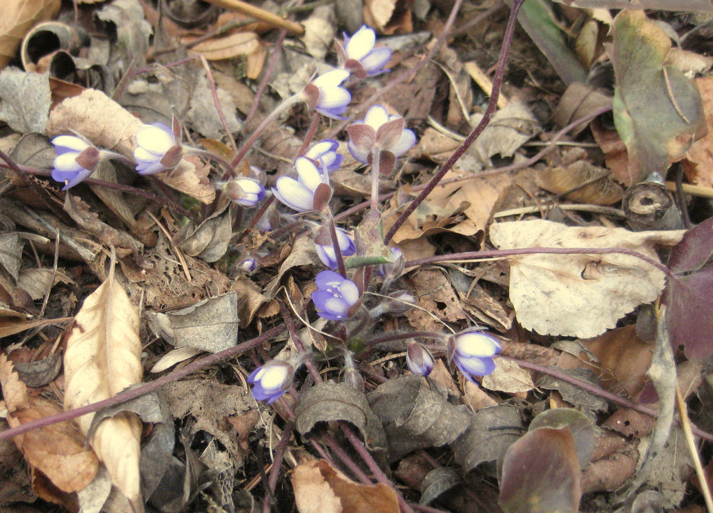 Leberblümchen (Hepatica nobilis)