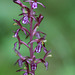 Western Coralroot (Corallorhiza mertensiana)