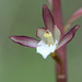 Ozette Coralroot (Corallorhiza maculata var. ozettensis)