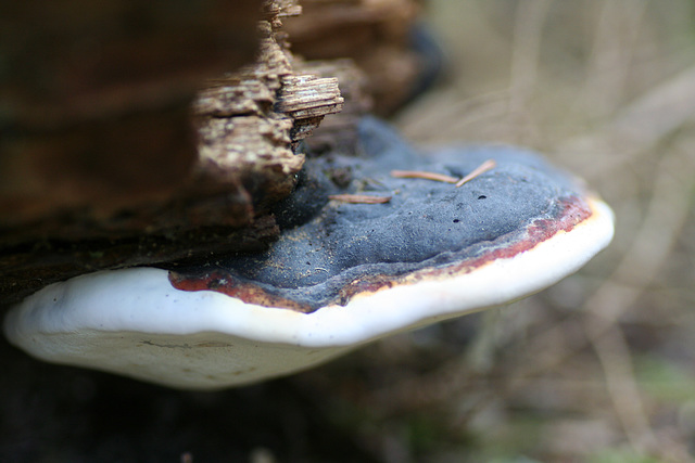 Red Banded Polypore (Fomitopsis pinicola)