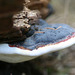 Red Banded Polypore (Fomitopsis pinicola)