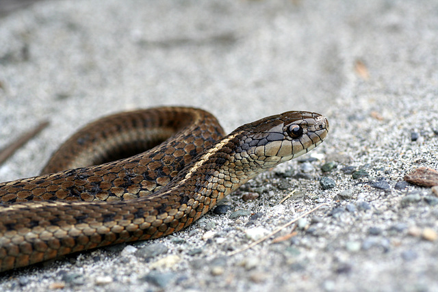 Northwestern Garter Snake (Thamophis ordinoides)