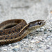 Northwestern Garter Snake (Thamophis ordinoides)