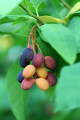 Indian Plum (Oemleria cerasiformis)