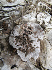 Leaf Skeleton on Driftwood