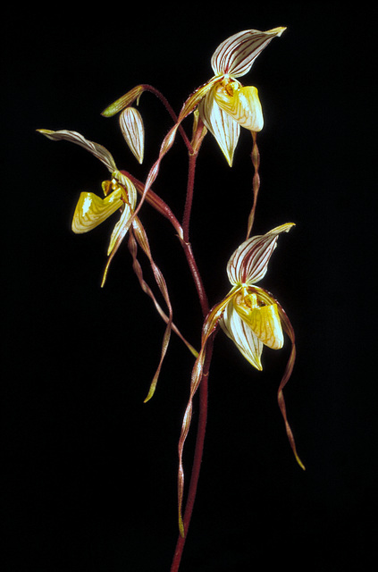 Paphiopedilum laevigatum