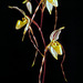 Paphiopedilum laevigatum