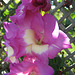 Gladiole [Gladiolus]