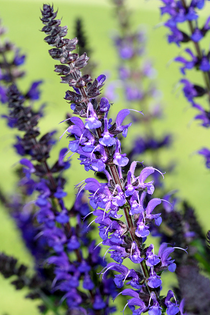 Blue Sage (Salvia praetensis)