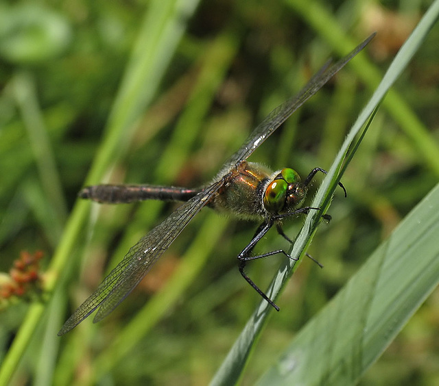 Downy Emerald