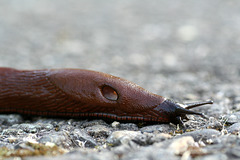 Chocolate Arion Slug (Arion rufus)