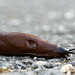 Chocolate Arion Slug (Arion rufus)