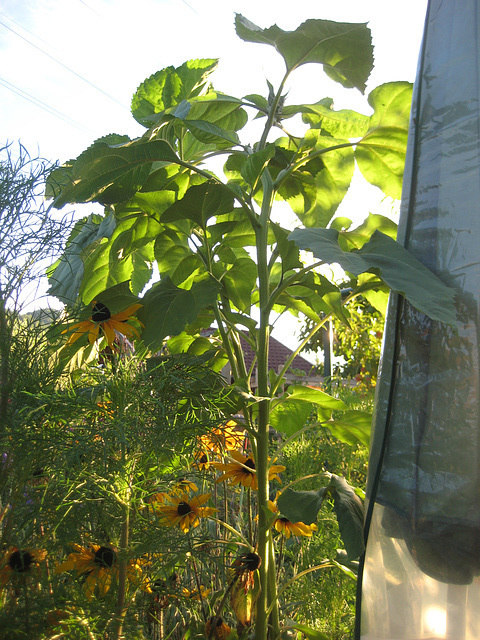Sonneblume (Helianthus)