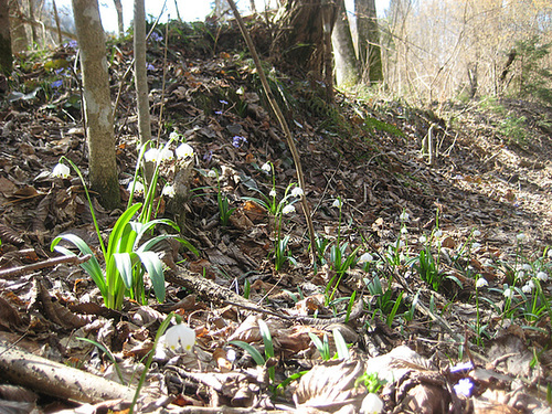 Frühlingsknotenblume (Leucojum vernum)