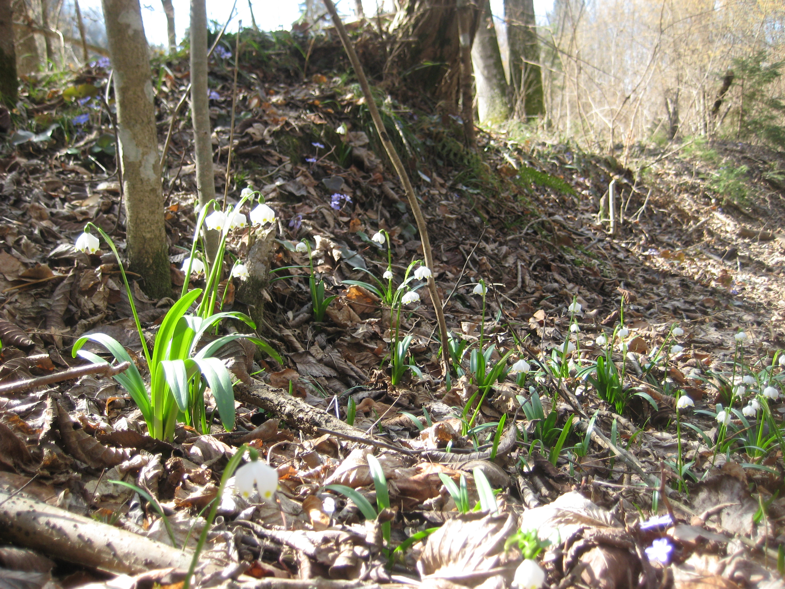 Frühlingsknotenblume (Leucojum vernum)