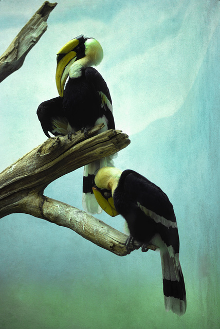 Hornbills, Bronx Zoo