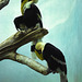 Hornbills, Bronx Zoo