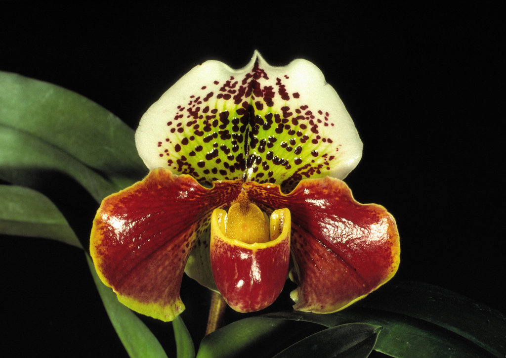 Paphiopedilum Cheryl Amundson 'Shirley D'