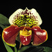 Paphiopedilum Cheryl Amundson 'Shirley D'