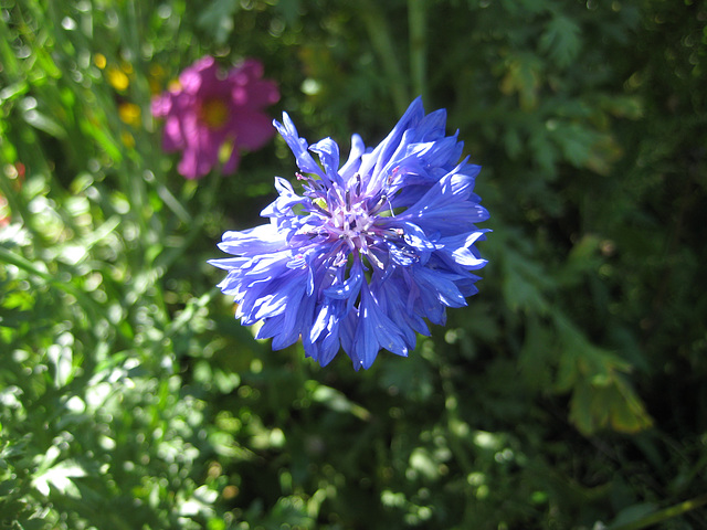 Kornblume [Centaurea cyanus]