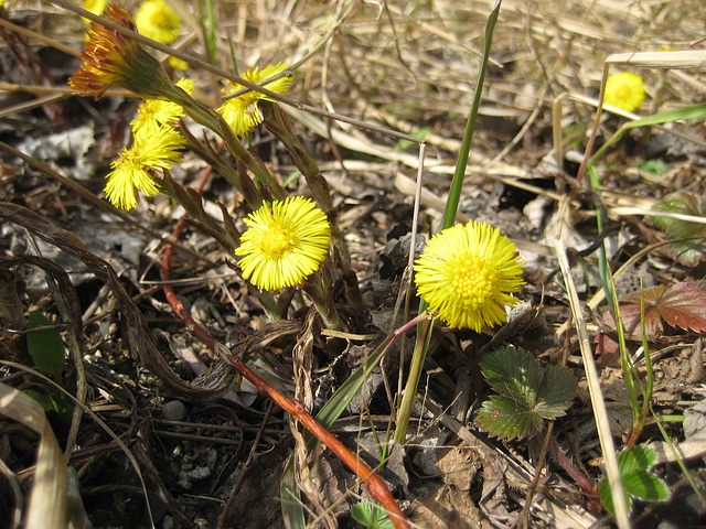 Huflattich (Tussilago farfara)