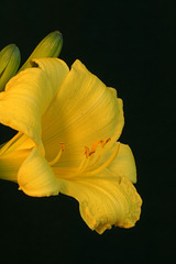 Hemerocallis Stella d'Oro