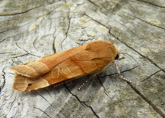 Broad-bordered Yellow Underwing