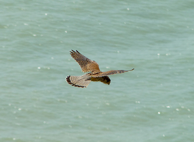 Kestrel