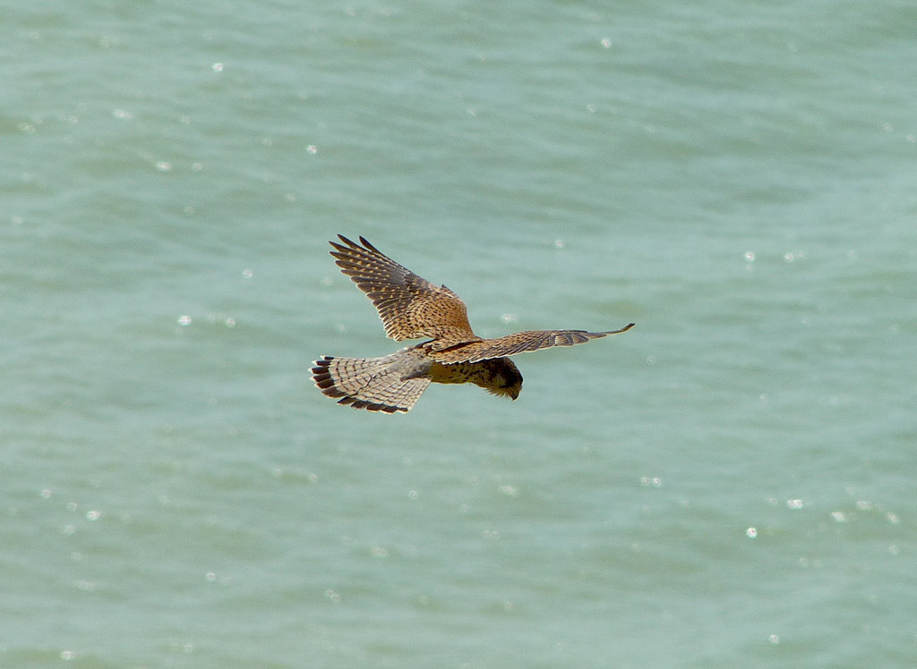 Kestrel